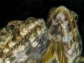   Reef Lizardfish Synodus variegatus North Sulawesi Lembeh Indonesia  